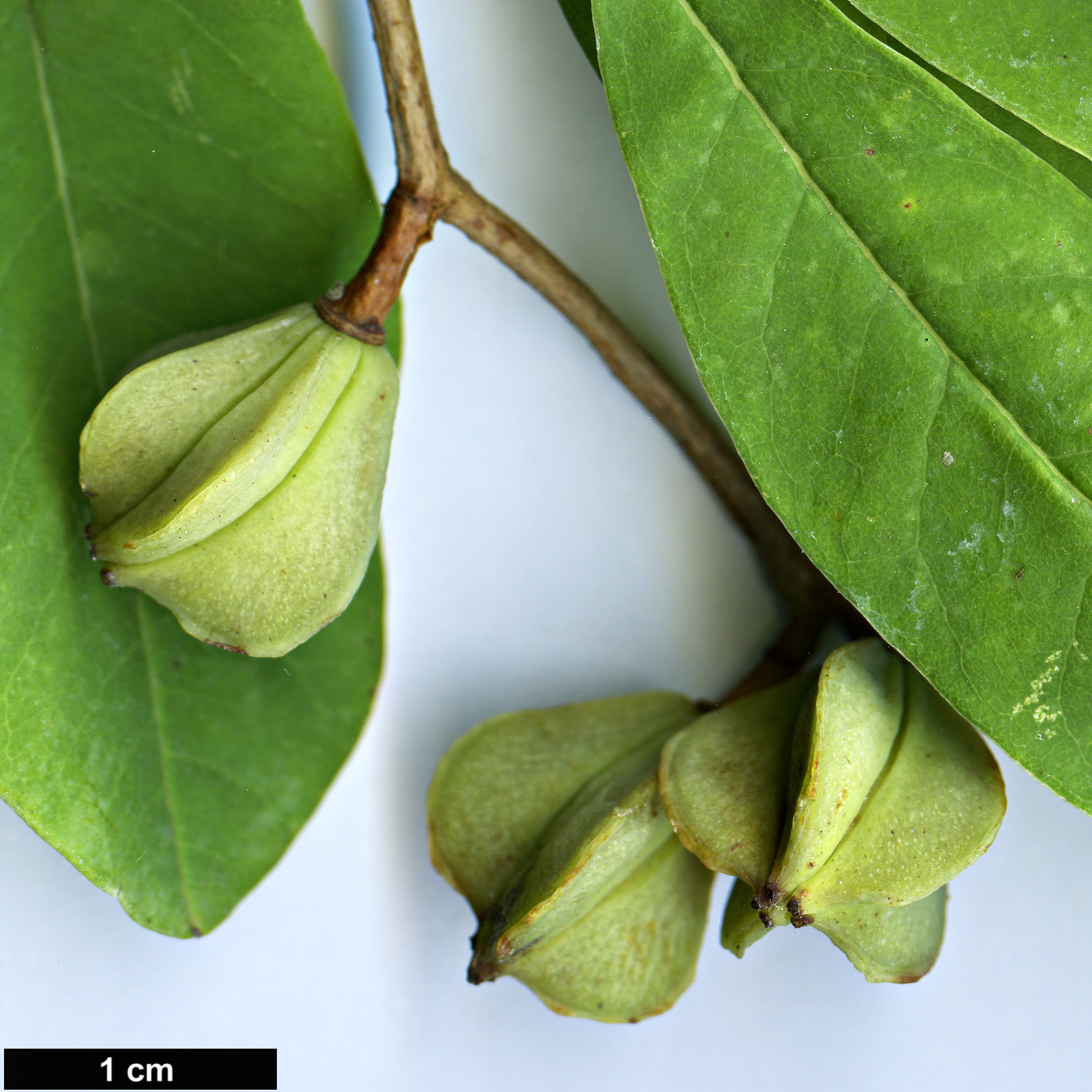 High resolution image: Family: Rosaceae - Genus: Exochorda - Taxon: giraldii - SpeciesSub: var. wilsonii